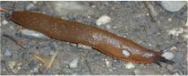 Brown Slug