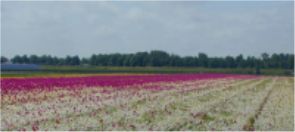 Flower Fields
